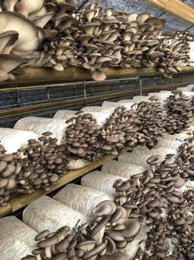 Oyster Mushrooms For Sale
 Oyster Mushroom Seeds For Sale Grain Spawn New Type Buy