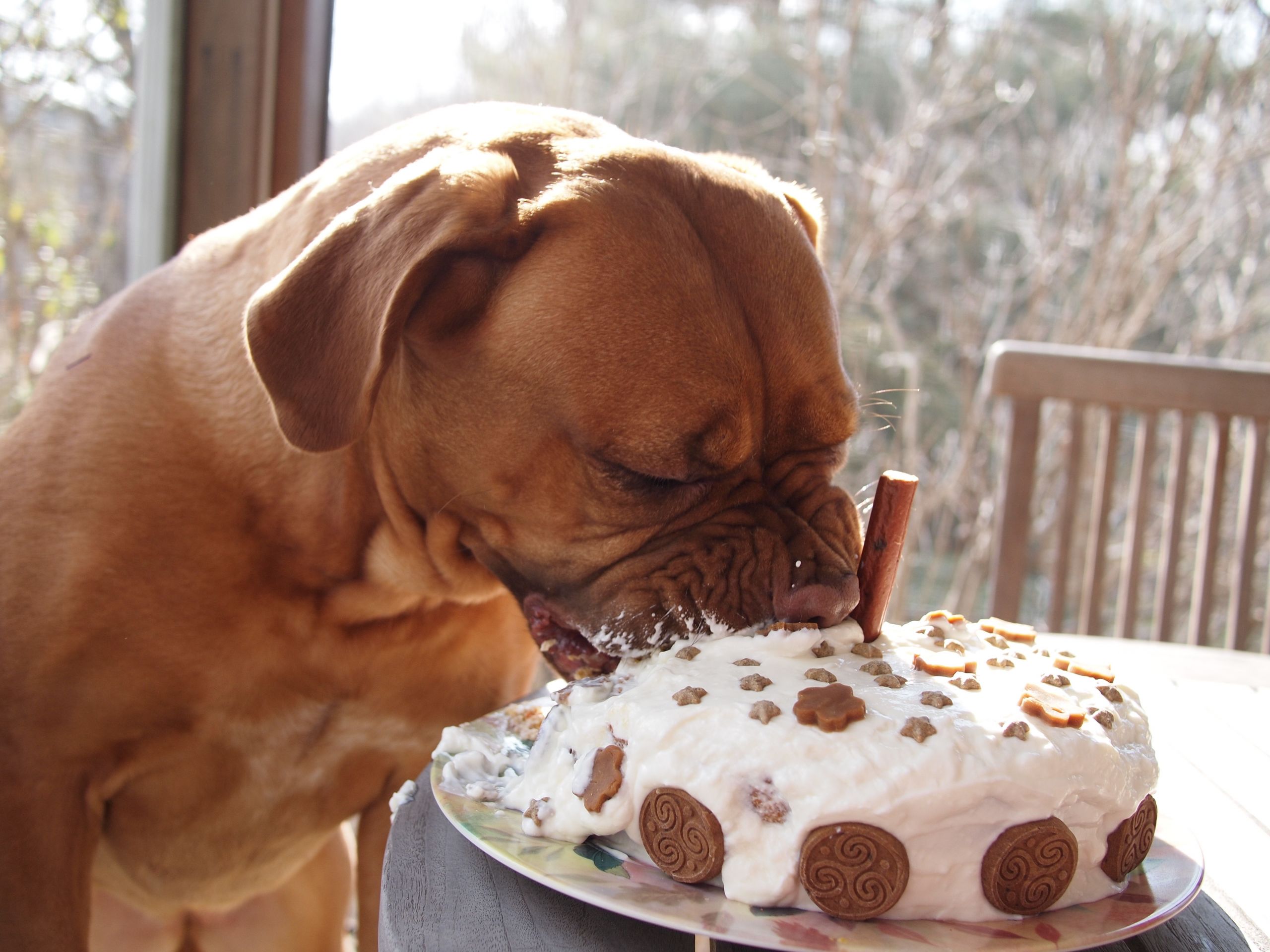 Pet Birthday Cakes
 How to bake a healthy dog birthday cake
