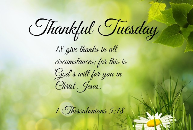Positive Tuesday Quotes
 Thankful Tuesday Quotes QuotesGram