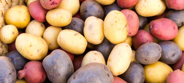 Potato Lower Classifications
 All Types of Tubers A Guide to Potato Types Live