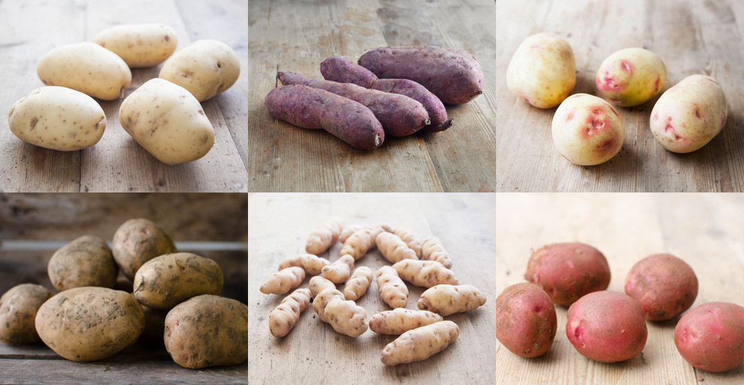 Potato Lower Classifications
 Potato varieties the ultimate guide to the best for chips
