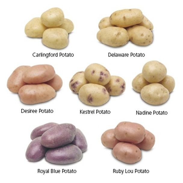 Potato Lower Classifications
 44 best Cool Weather Gardening images on Pinterest