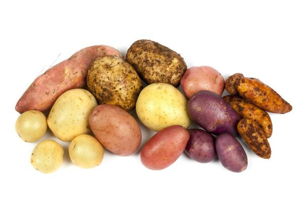 Potato Lower Classifications
 Know your spuds