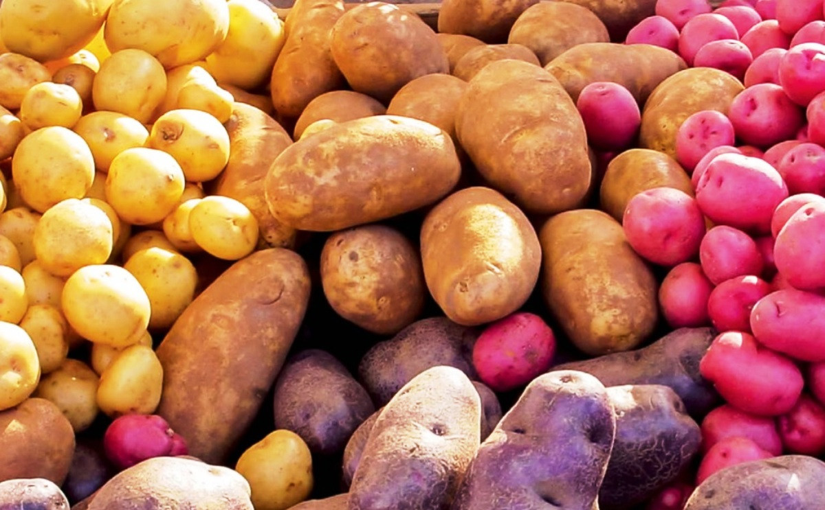 Potato Lower Classifications
 Blending potato varieties on the rise