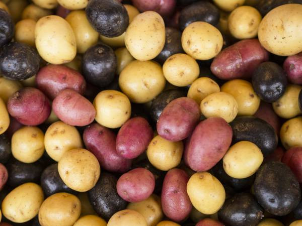 Potato Lower Classifications
 Potatoes Are Not Evil