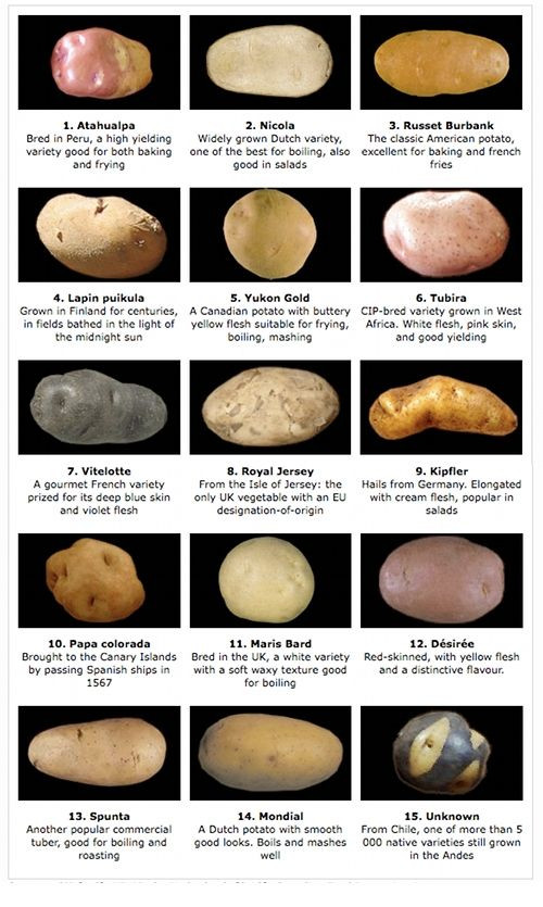 Potato Lower Classifications
 Potato varieties and their uses
