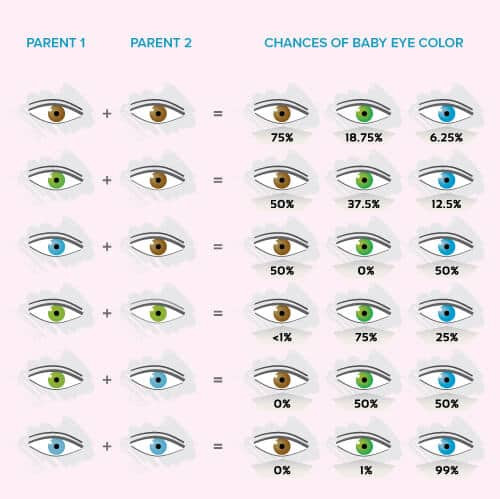 Predict Baby Hair Color
 Baby Eye Color Calculator Chart And Predictor