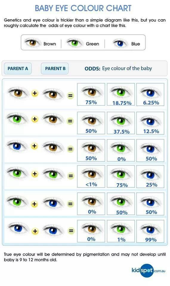 Predict Baby Hair Color
 genetic eye color predictor chart helps if working with