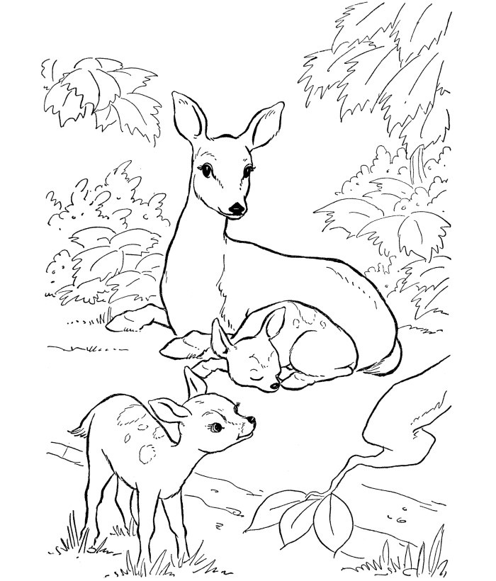Printable Deer Coloring Pages
 45 Deer Templates Animal Templates