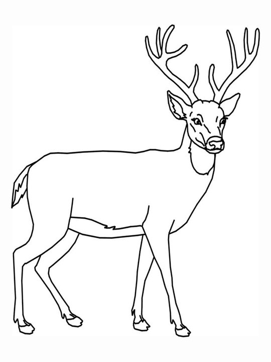 Printable Deer Coloring Pages
 For Education New Animal Deer Coloring Pages