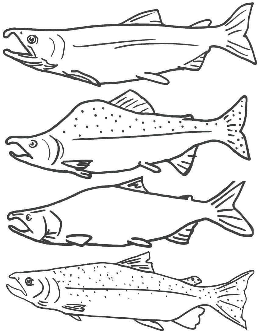 Printable Fishing Coloring Pages
 Free Coloring Page of Salmon Fish Free Printable Fish