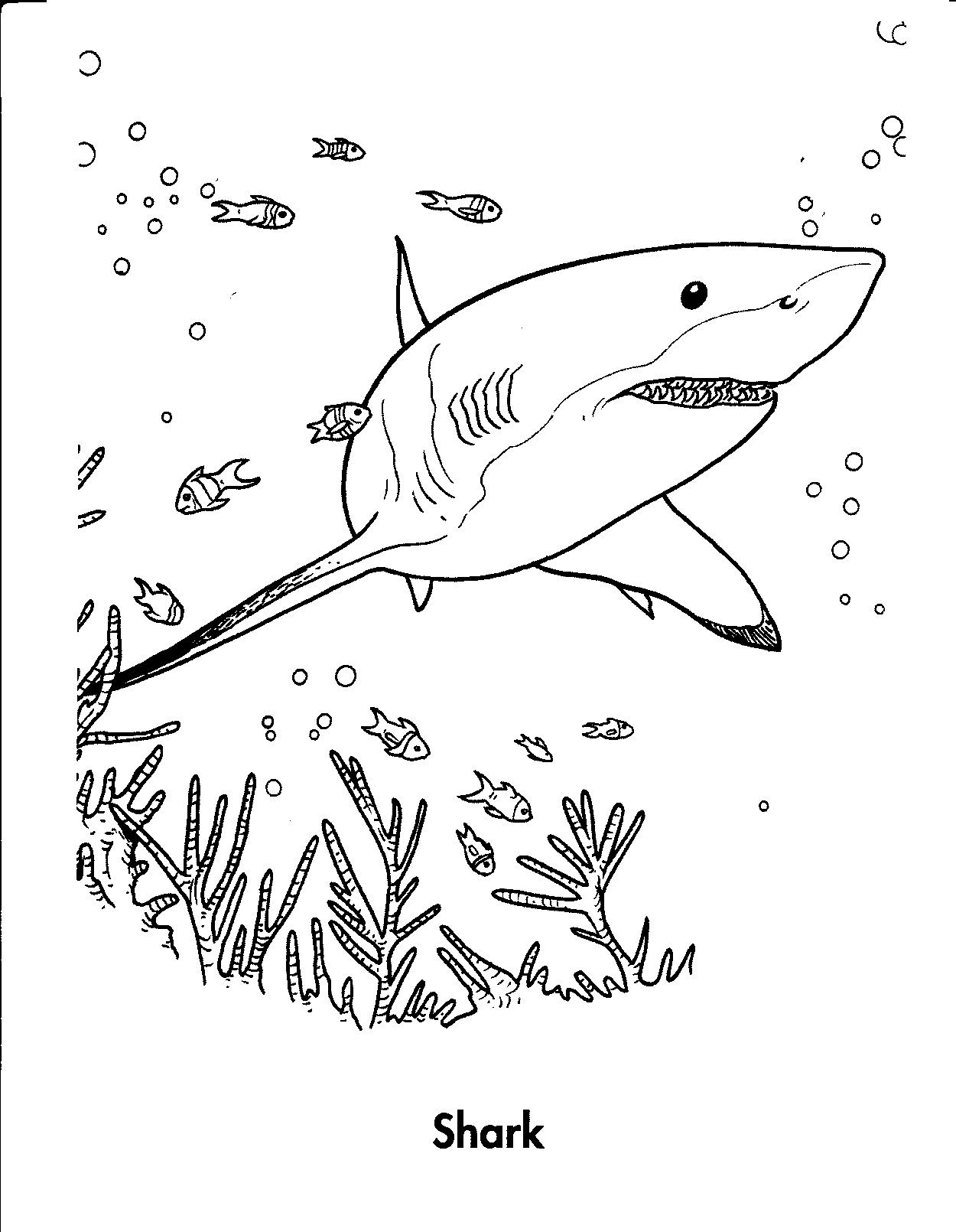 Printable Shark Coloring Pages
 Free Printable Shark Coloring Pages For Kids