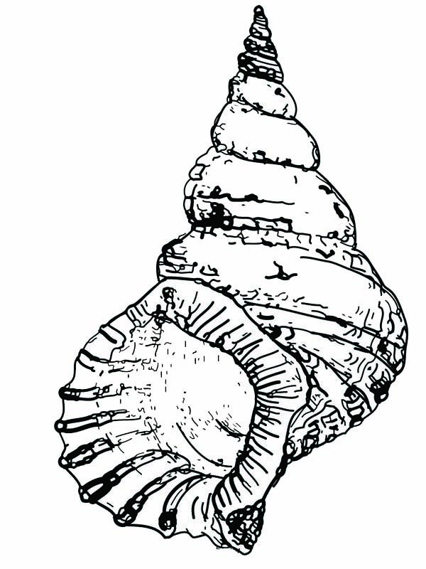 Printables Free Coloring Pages
 An Unique Wentletrap Seashell Coloring Page Download