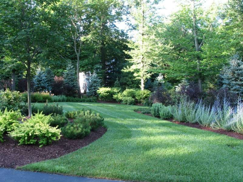 Privacy Fence Landscape
 The Best Trees And Shrubs For A Natural Privacy Fence