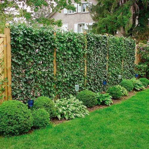Privacy Fence Landscape
 20 Green Fence Designs Plants to Beautify Garden Design