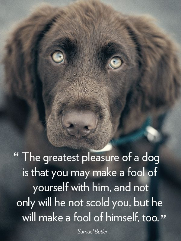 Quotes About Dogs And Kids
 30 Dog Quotes That Will Melt Your Heart