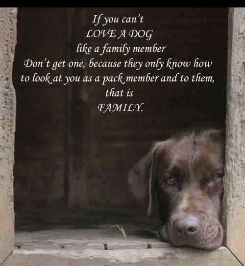 Quotes About Dogs And Kids
 Chainfree Bristol Education