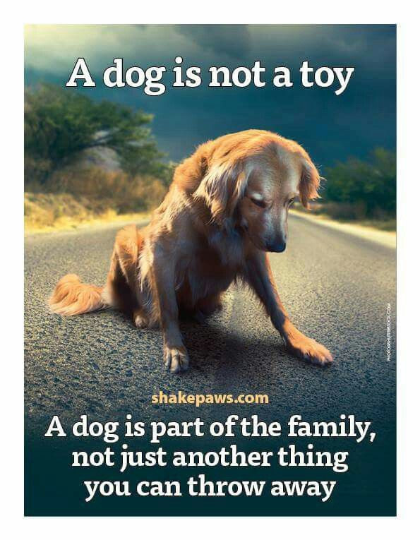 Quotes About Dogs And Kids
 100 Best Quotes About Dogs & Famous Dog Quotes