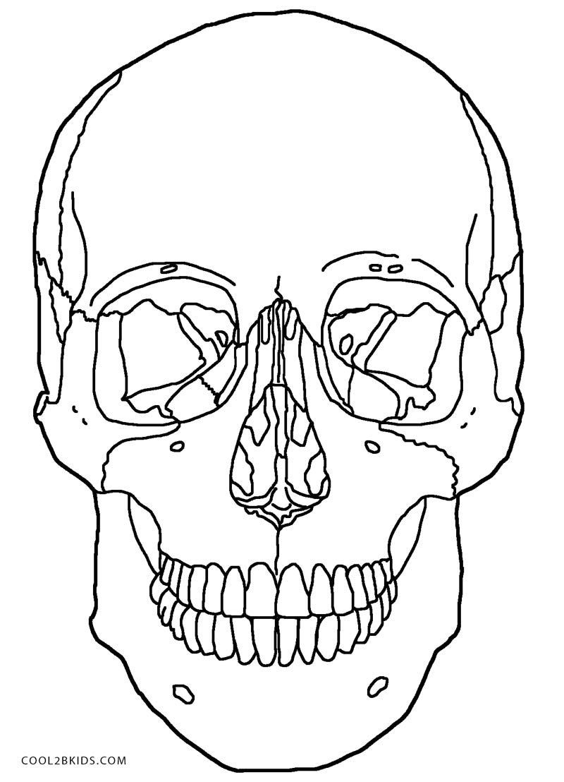 Skull Coloring Pages For Kids
 Anatomy Skull Coloring Pages