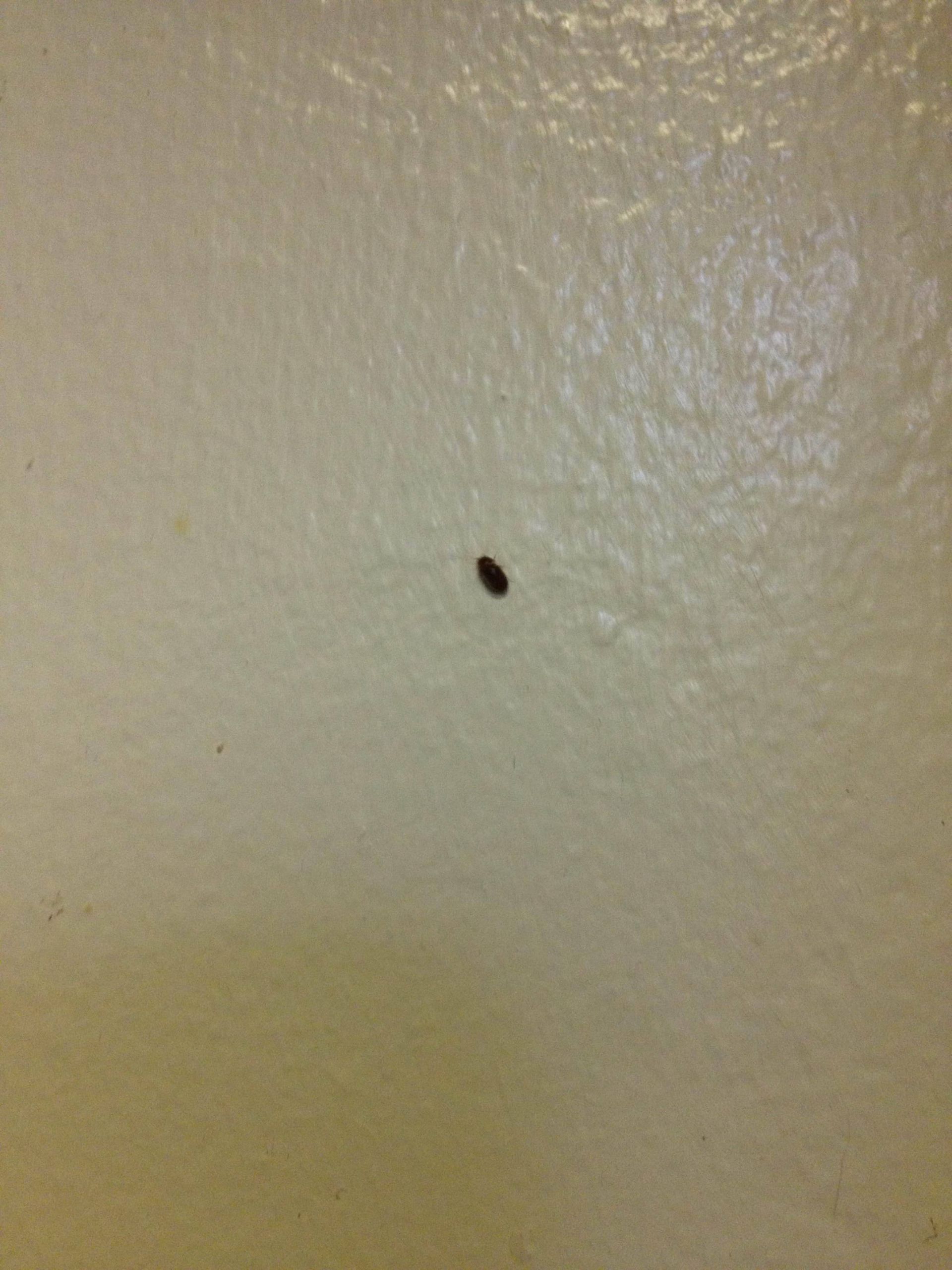 Small Bugs In Kitchen
 pest control bugs in kitchen Home Improvement Stack