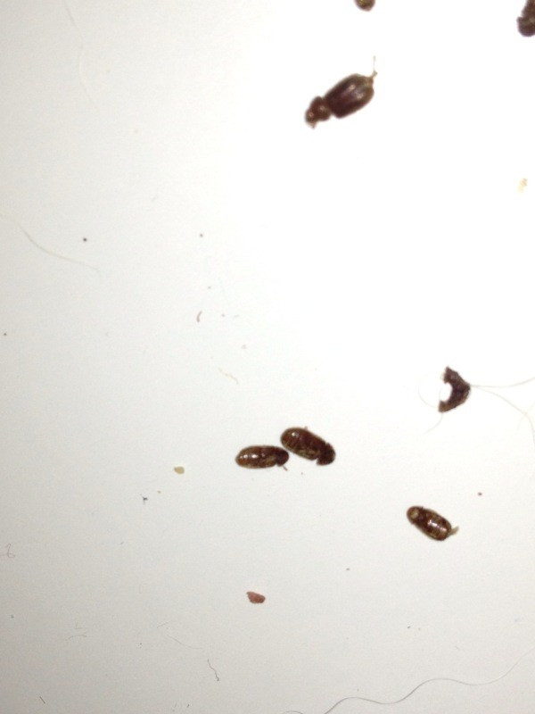 Small Bugs In Kitchen
 Identifying Household Bugs