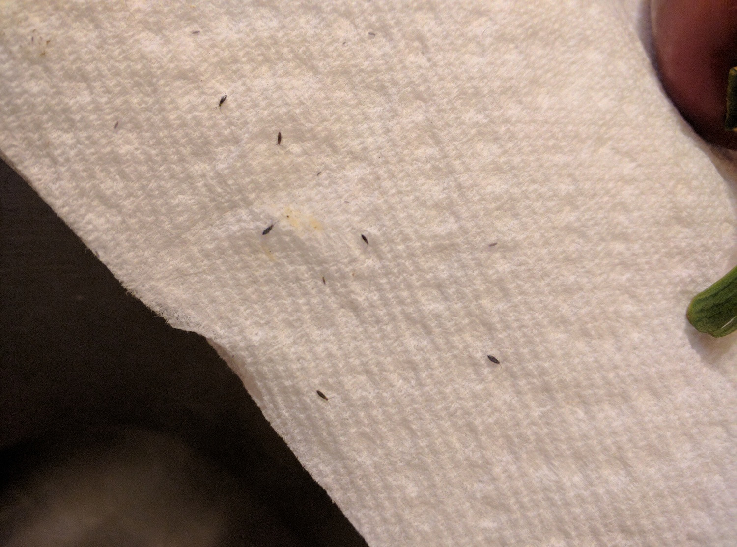 little tiny bugs by kitchen sink