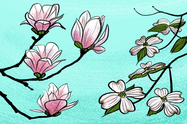Spring Ideas Drawing
 Spring Drawings How to Draw Simple Flowers