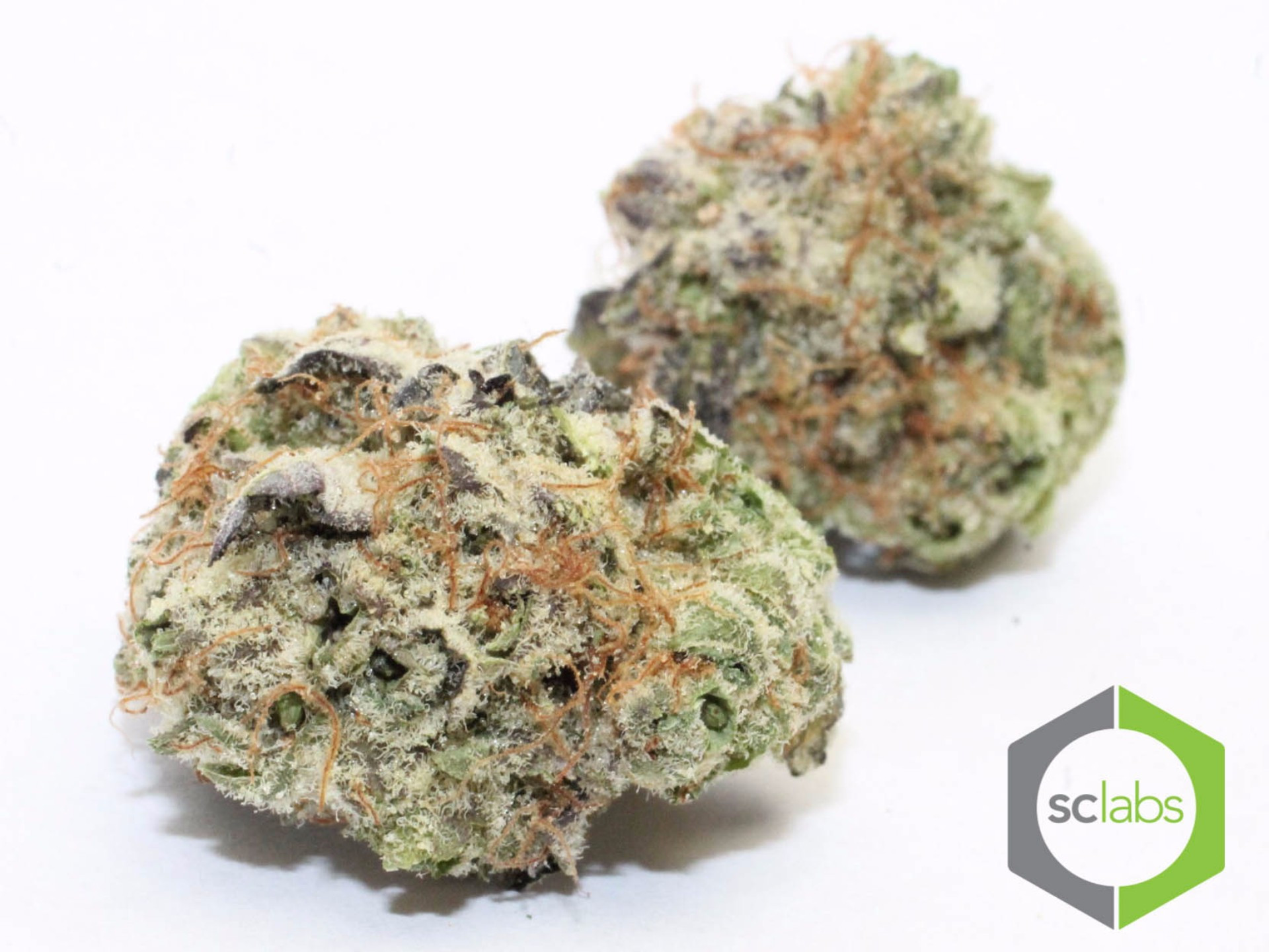 Sugar Cookies Strain
 Sugar Cookies Strain Review and Information