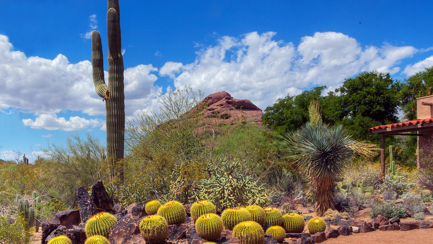 Terrace Landscape Desert
 Sonoran Desert Nature Walks & Hiking Trails in Phoenix