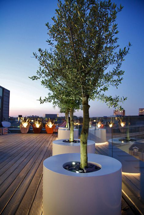 Terrace Landscape With Trees
 Olive in modern pot on rooftop garden