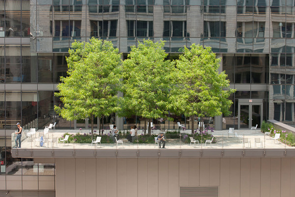 Terrace Landscape With Trees
 Notes on Landscape Design Morningstar’s Green Roof
