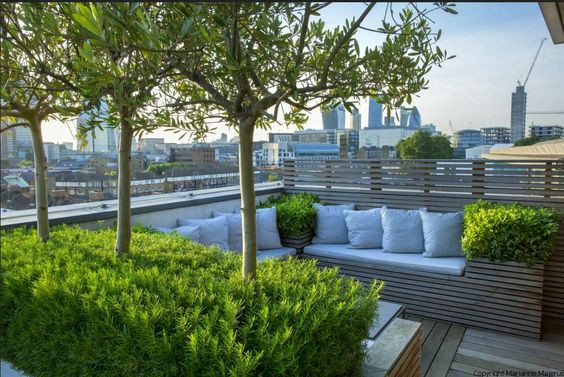 Terrace Landscape With Trees
 Rooftops Olive tree and Chelsea flower show on Pinterest