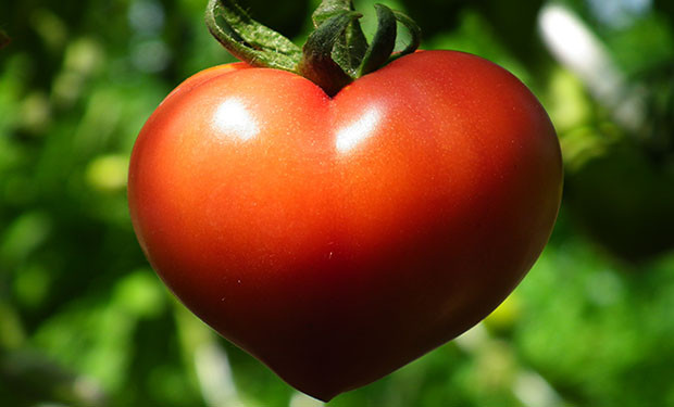 Tomato A Fruit
 Are Tomatoes A Fruit A Ve able