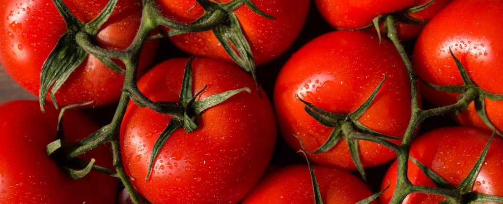 Tomato A Fruit
 Here s Why a Tomato Is Actually Both a Fruit And Ve able