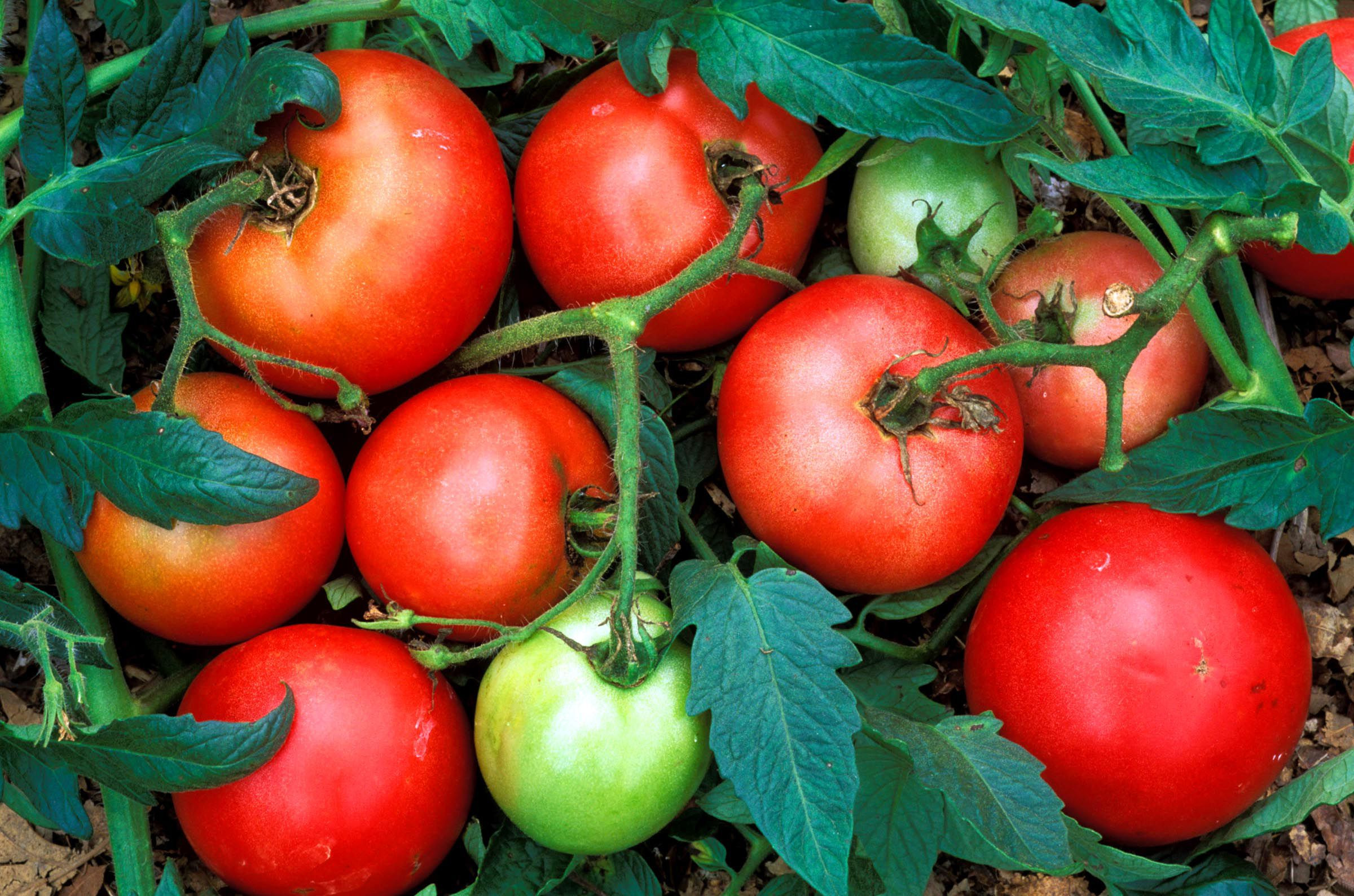 Tomato A Fruit
 Is a Tomato a Fruit or a Ve able