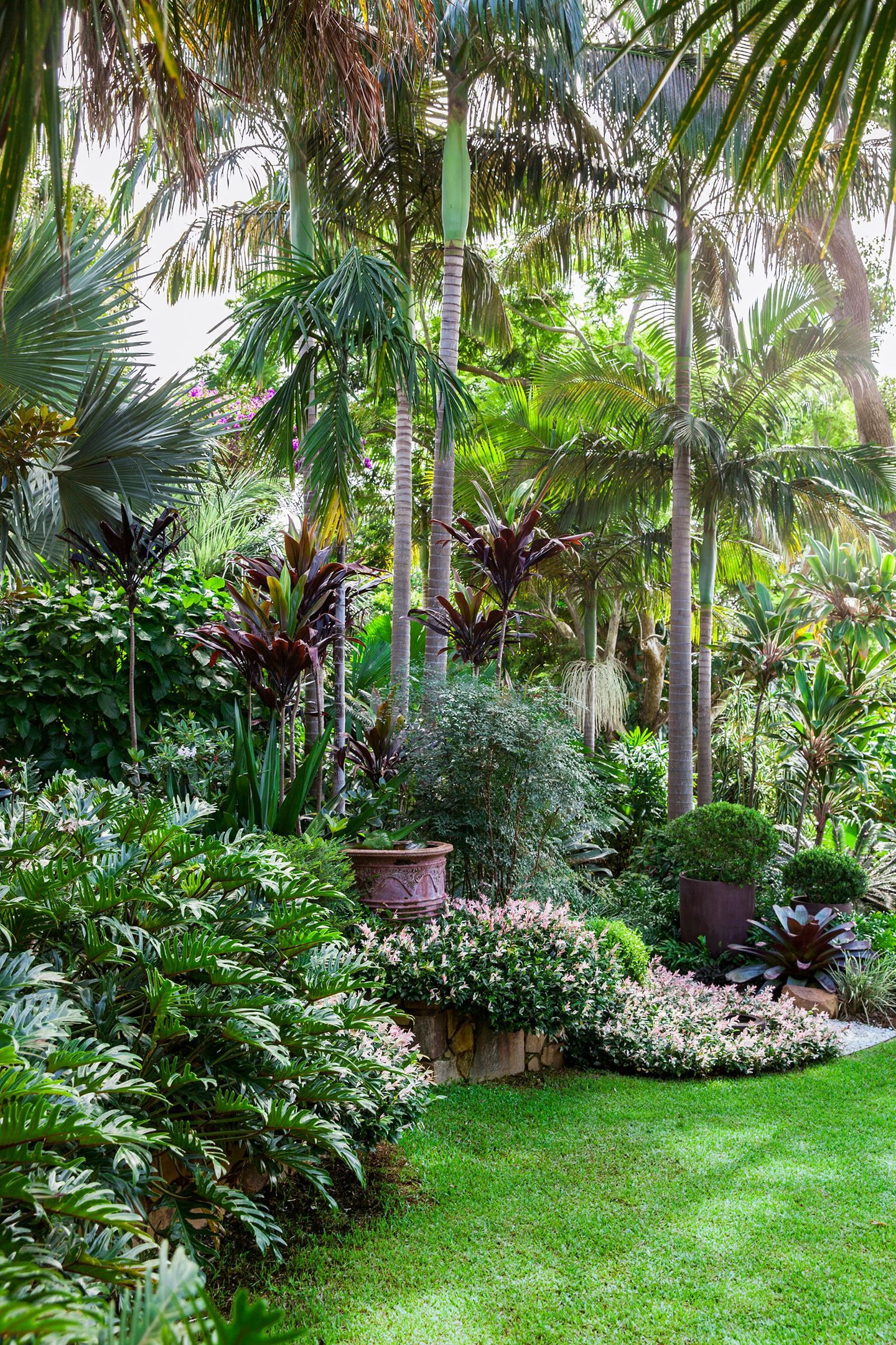 Tropical Backyard Plants
 A Tropical Oasis on the NSW North Coast