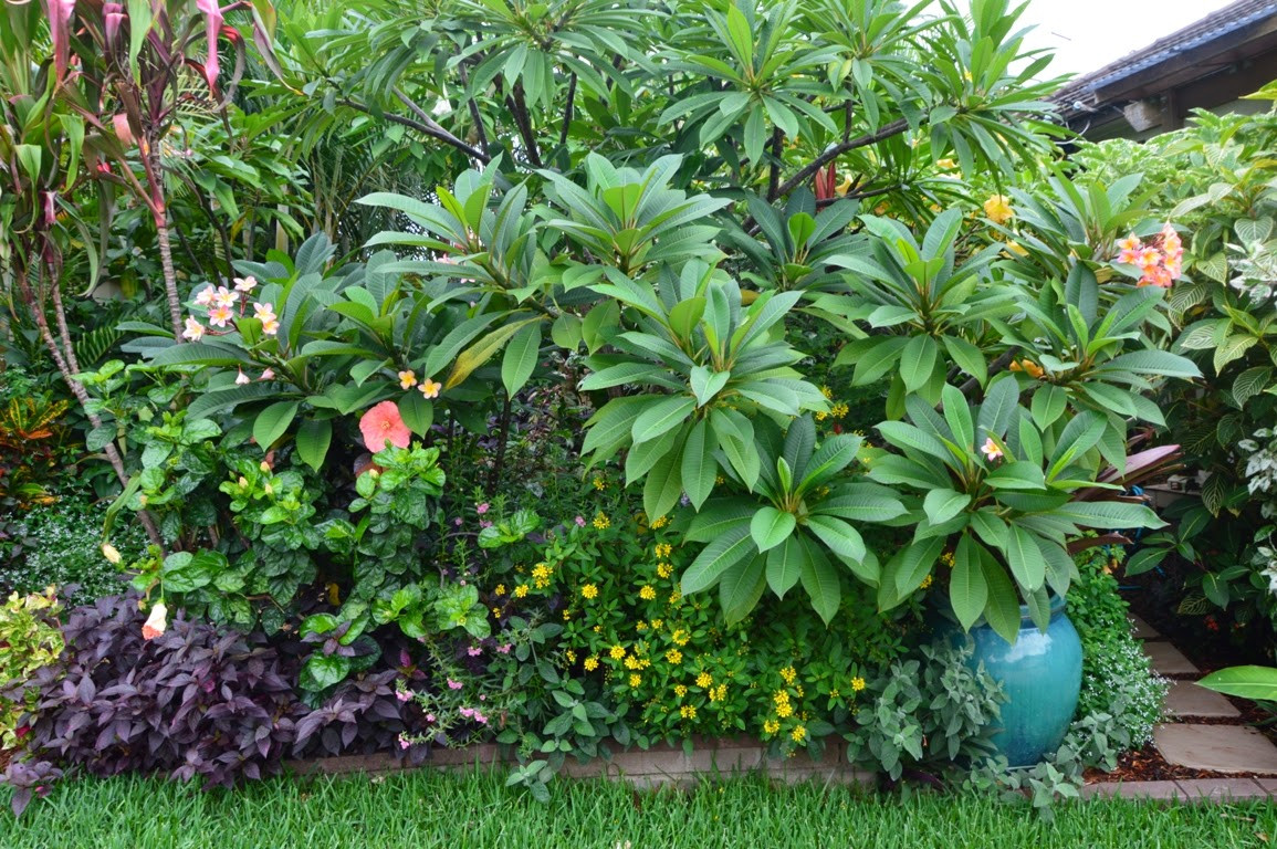 Tropical Backyard Plants
 Tropical Breeze is a Sydney tropical garden filled with a