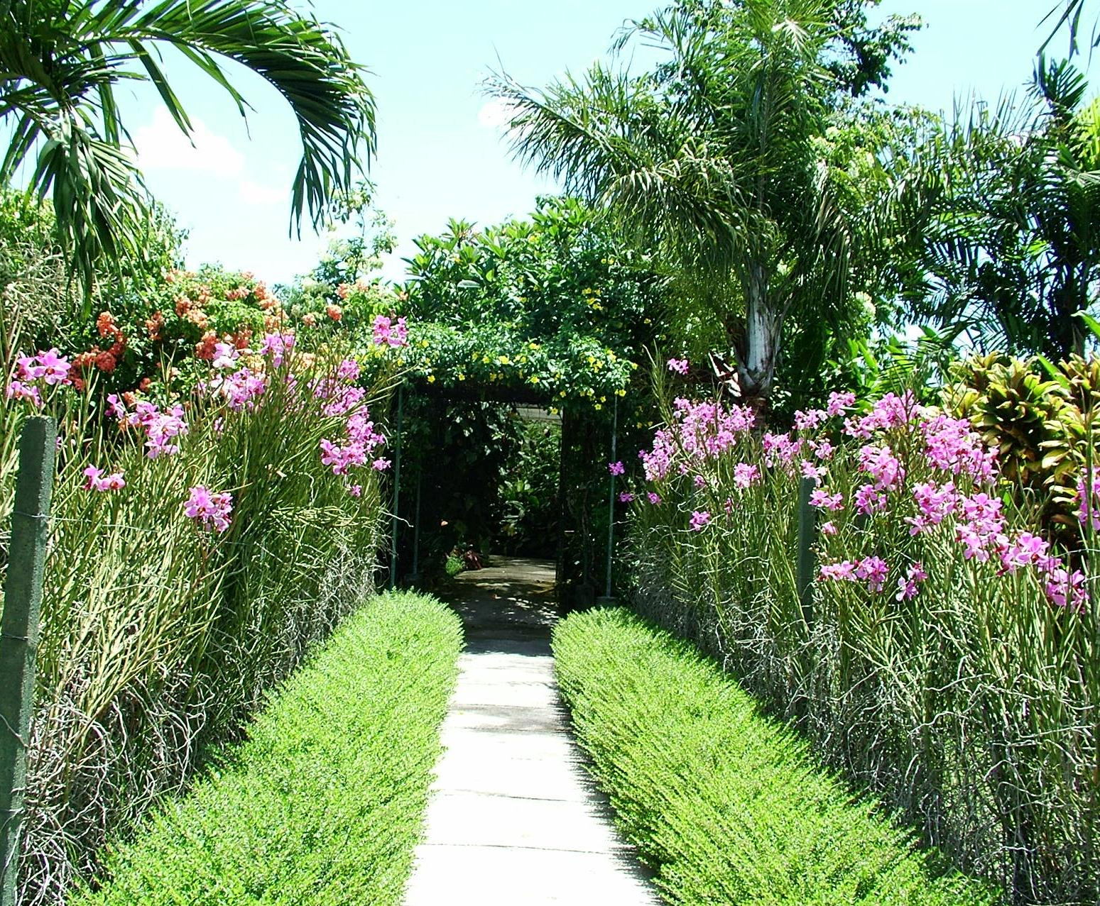 Tropical Backyard Plants
 Plants for tropical gardens