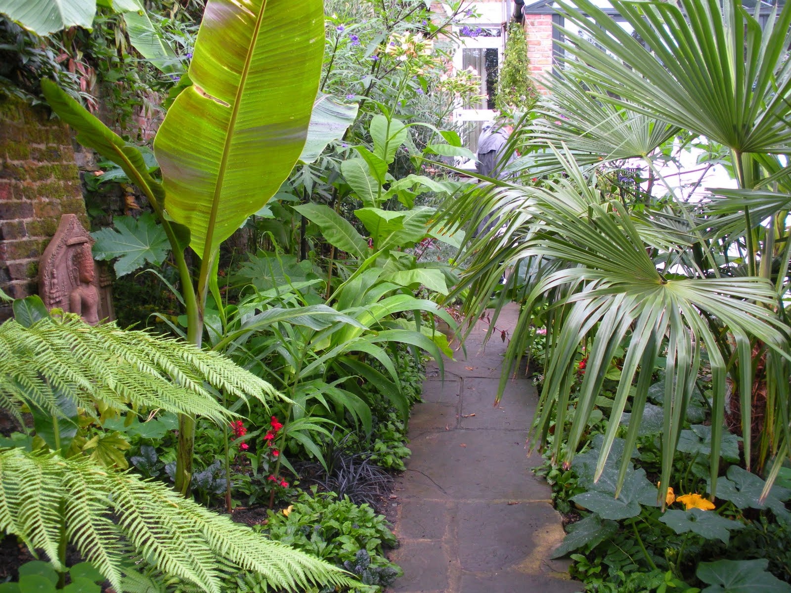 Tropical Backyard Plants
 Victoria s backyard Going totally tropical in south London