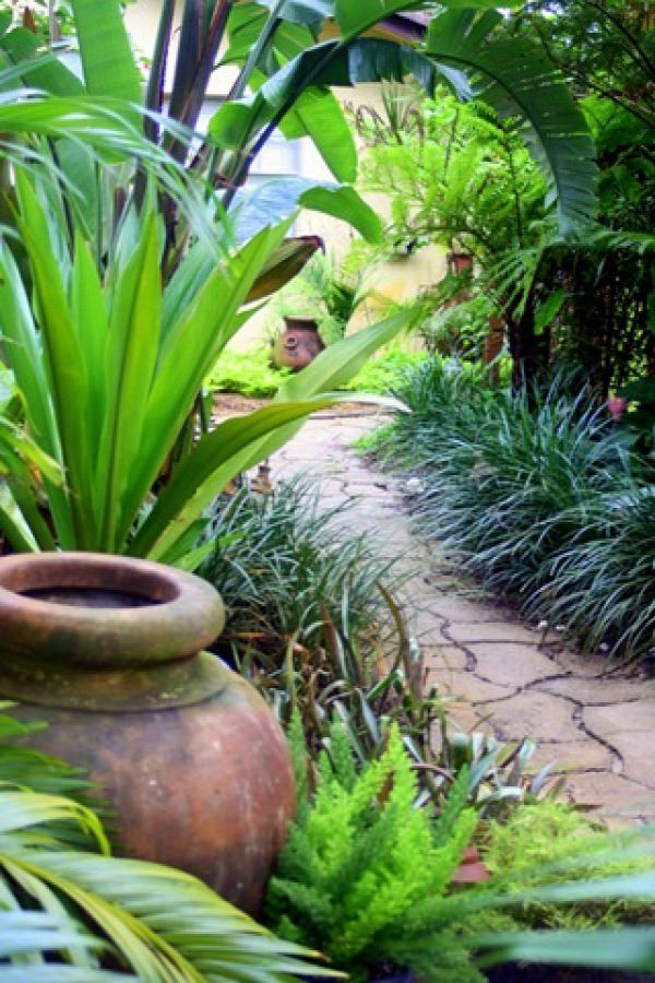 Tropical Backyard Plants
 14 Cold Hardy Tropical Plants to Create a Tropical Garden