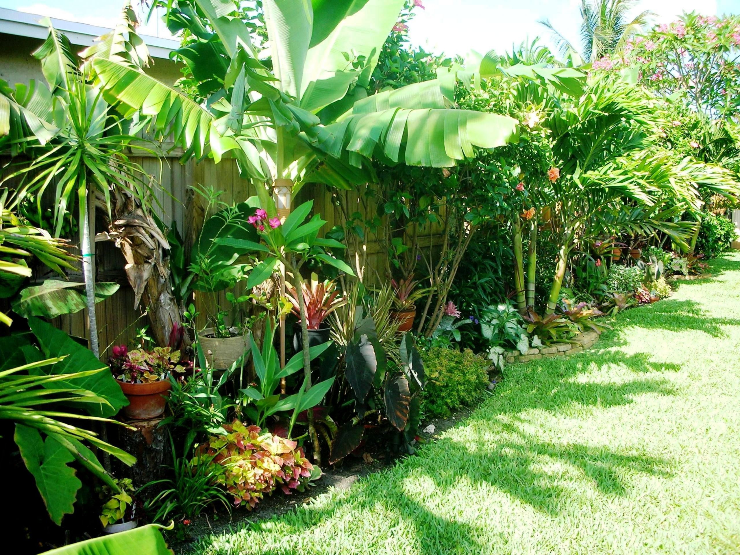 Tropical Backyard Plants
 Another photo of the fence garden in the summer months I