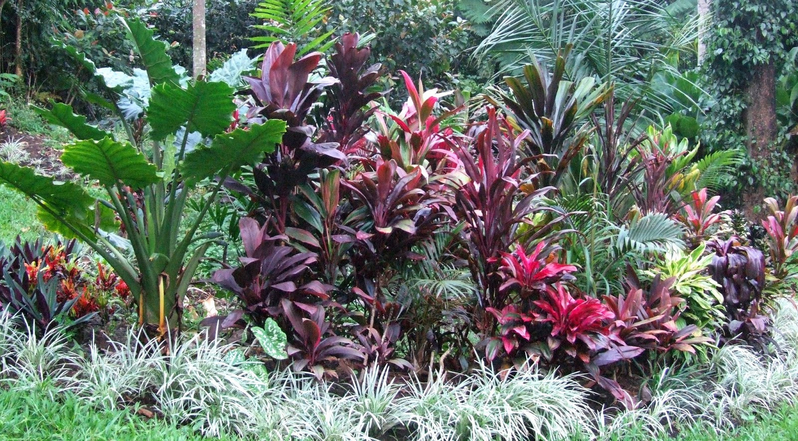 Tropical Backyard Plants
 El Arish Tropical Exotics Lush Tropical Plants for Australia