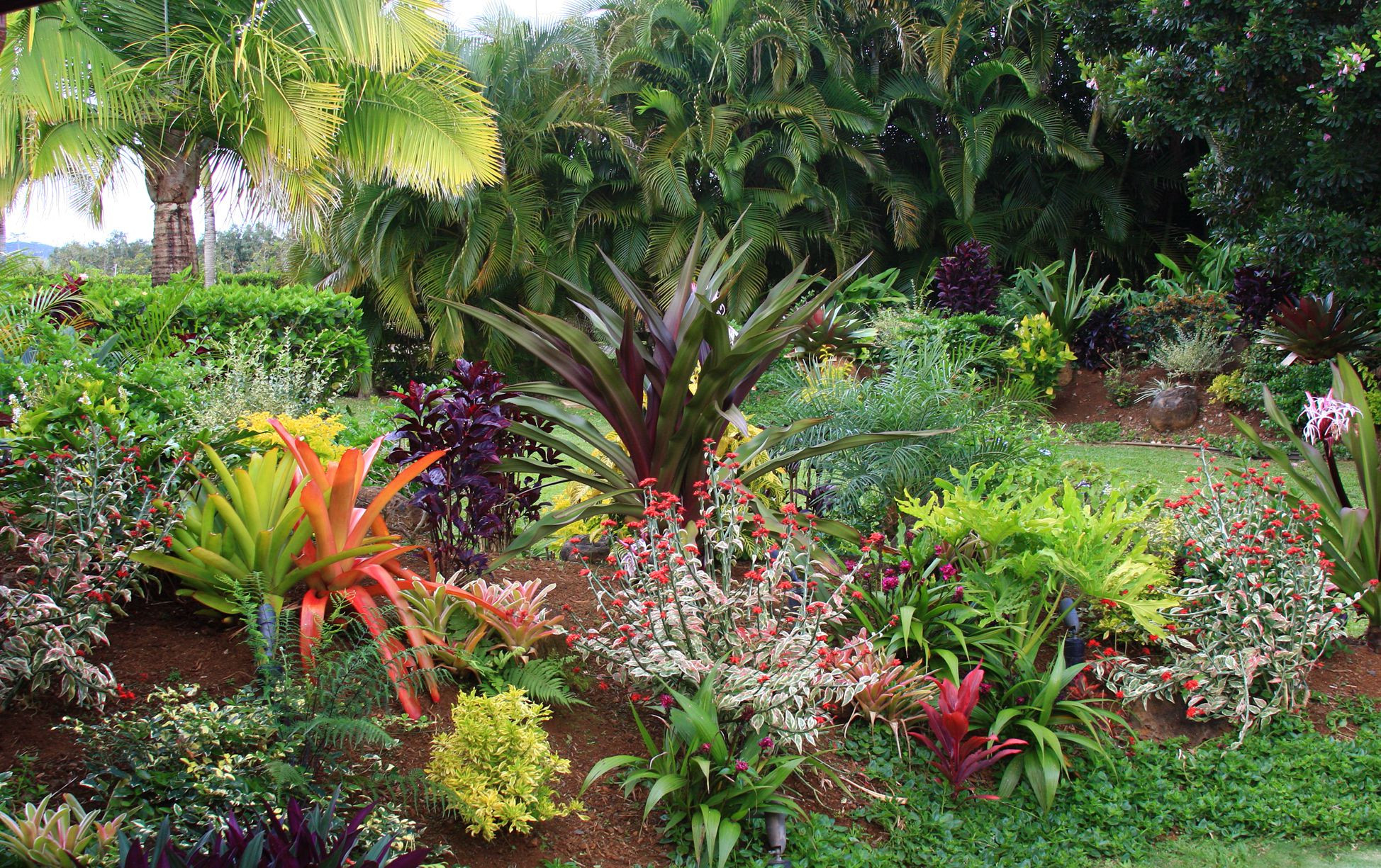 Tropical Backyard Plants
 Tropical Flower Garden Design Ideas