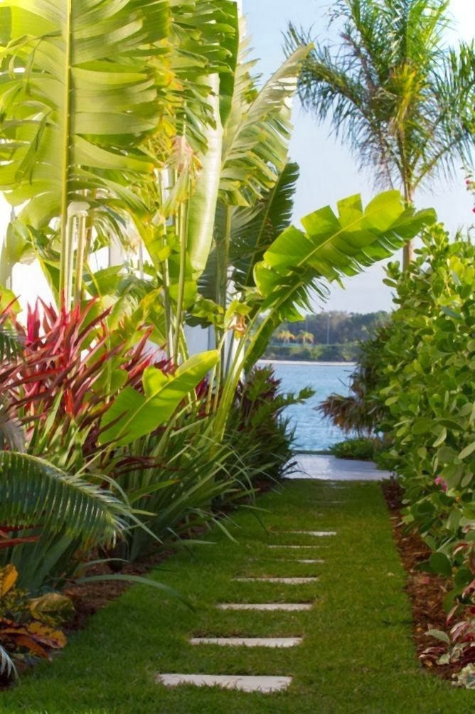 Tropical Backyard Plants
 dirtbin designs Tropical gardens i love