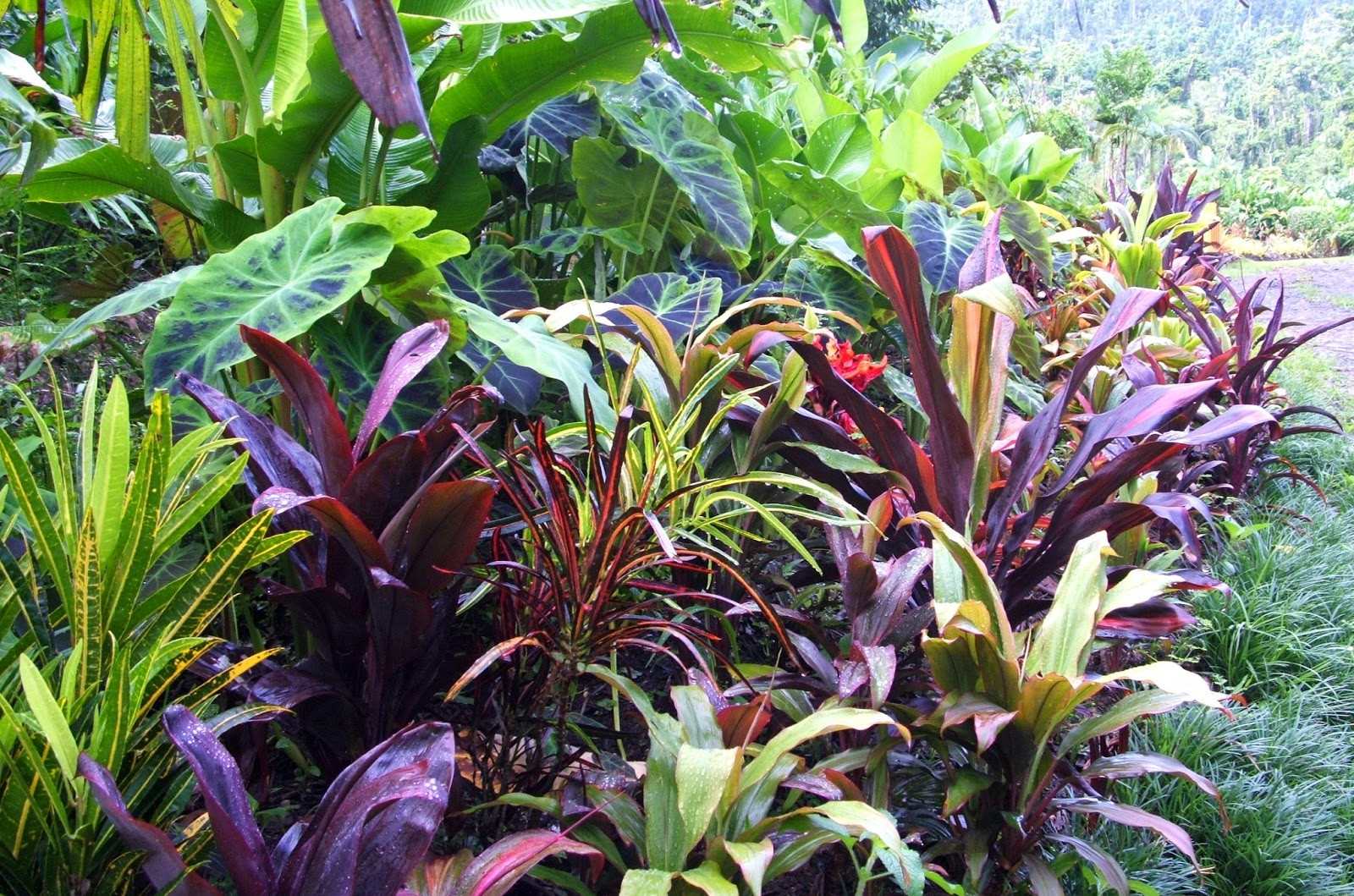Tropical Backyard Plants
 El Arish Tropical Exotics Lush Tropical Plants for