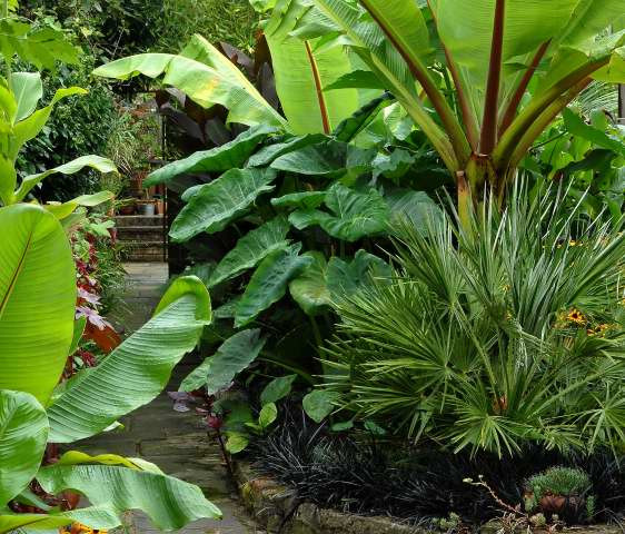 Tropical Backyard Plants
 I make this blog Diy garden design pinterest everything