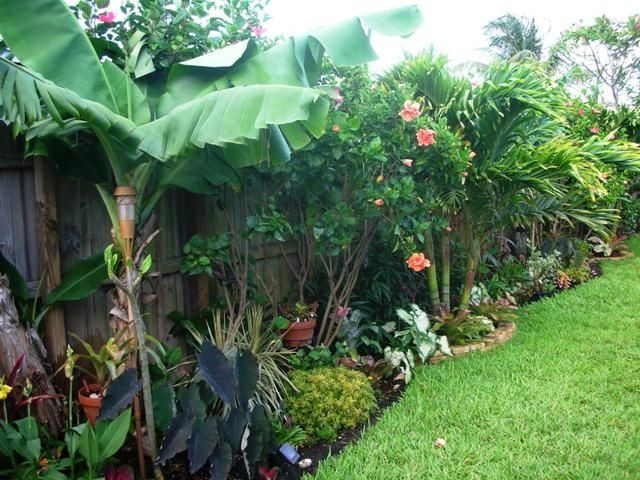 Tropical Backyard Plants
 Pin by Kickshaw Inc on Gardening