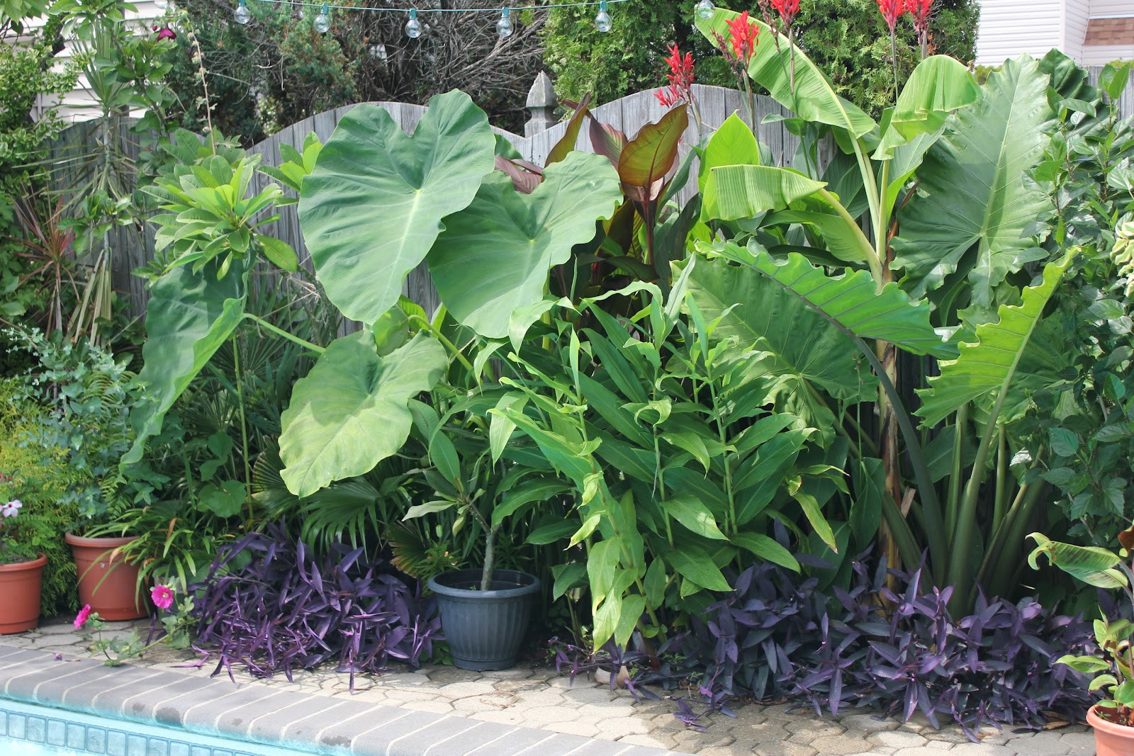 Tropical Backyard Plants
 Tropical Gardening in New York City Pool Plants
