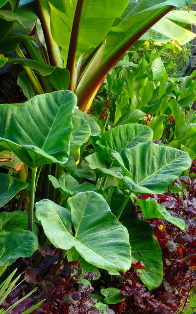 Tropical Backyard Plants
 Tropical plants on Pinterest
