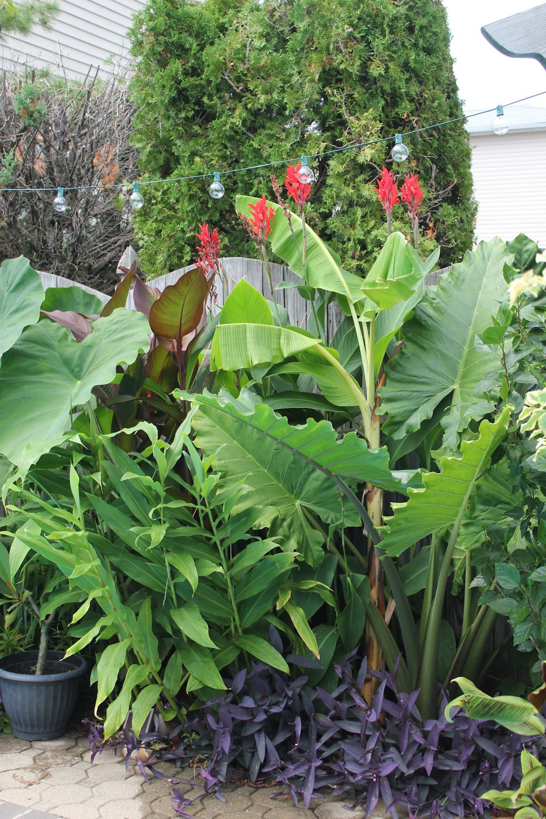 Tropical Backyard Plants
 Tropical Gardening in New York City Pool Plants